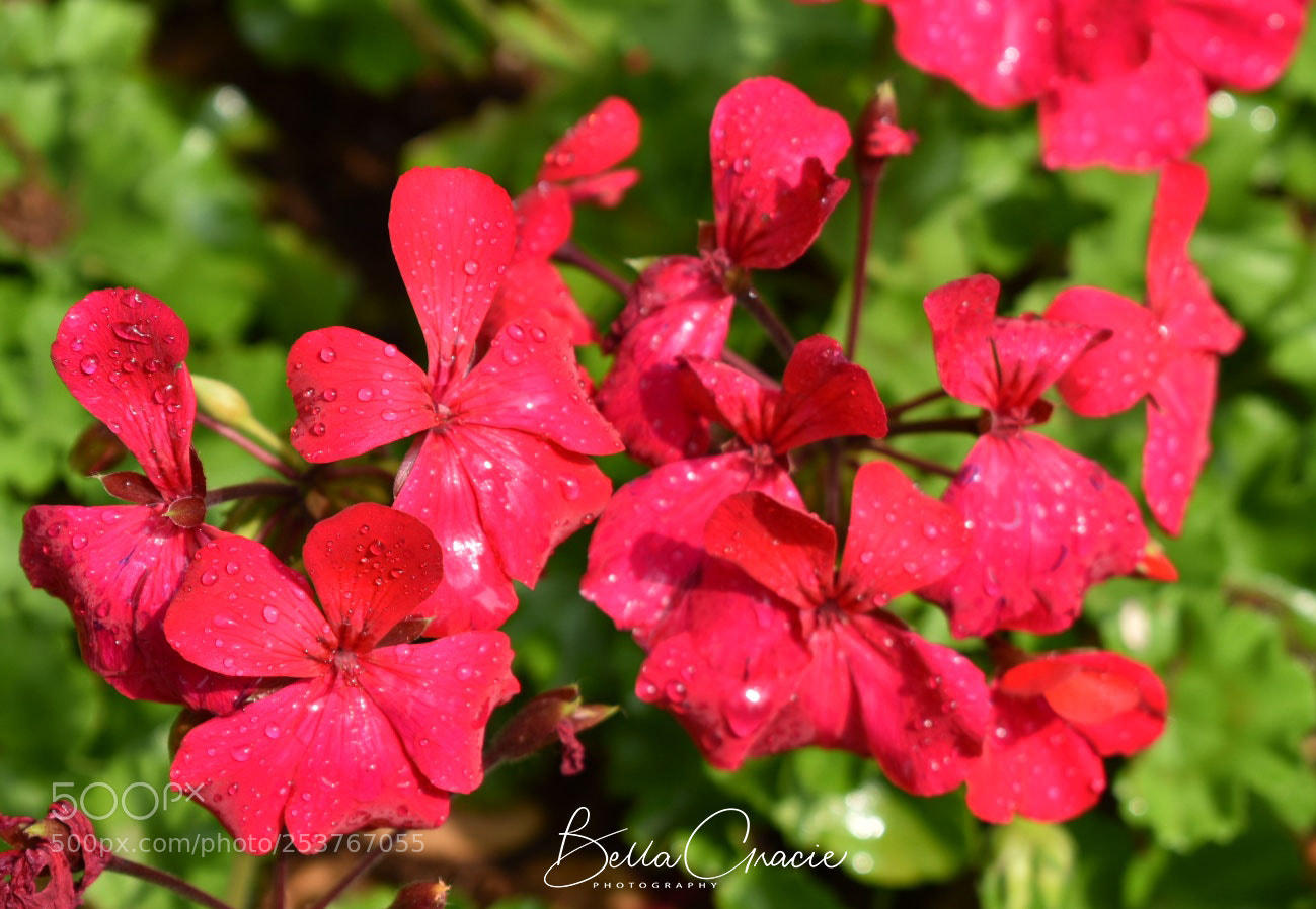 Nikon D3400 sample photo. Dsc_0608-01.jpg photography