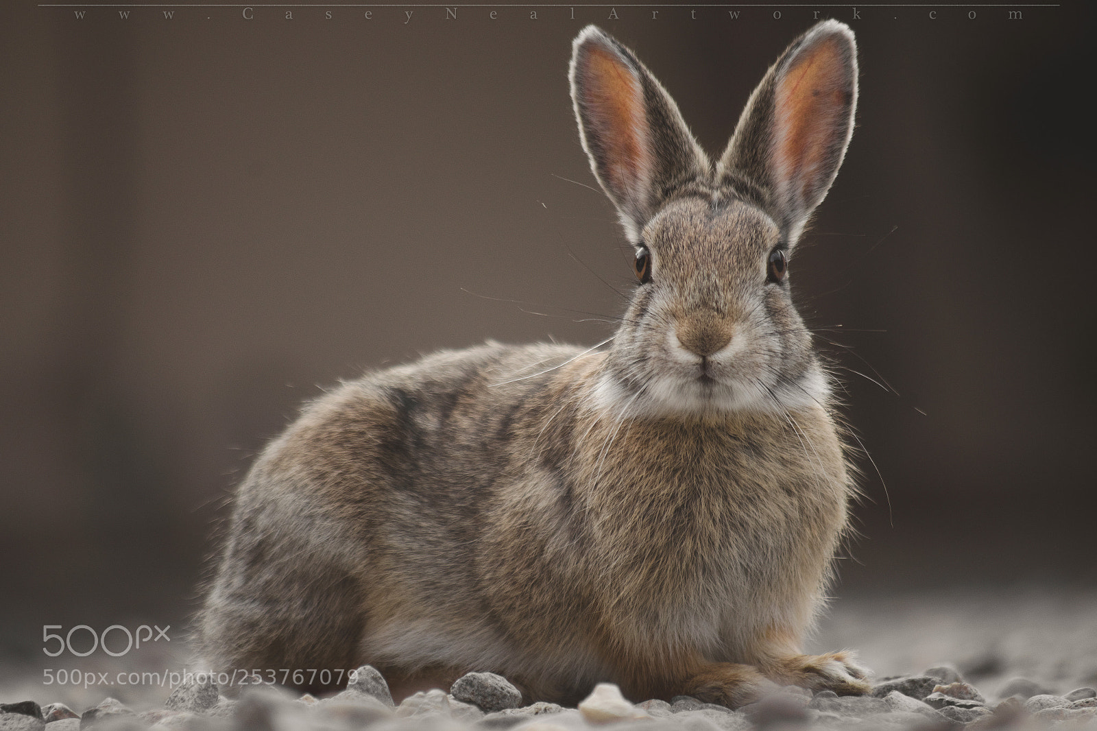 Nikon D5100 sample photo. The wild rabbit photography