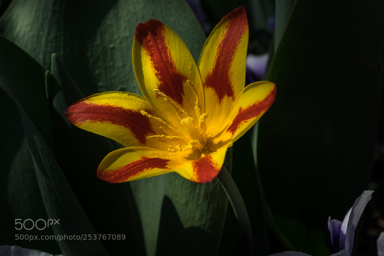 Fujifilm X-T1 sample photo. Gelb rote schönheit photography