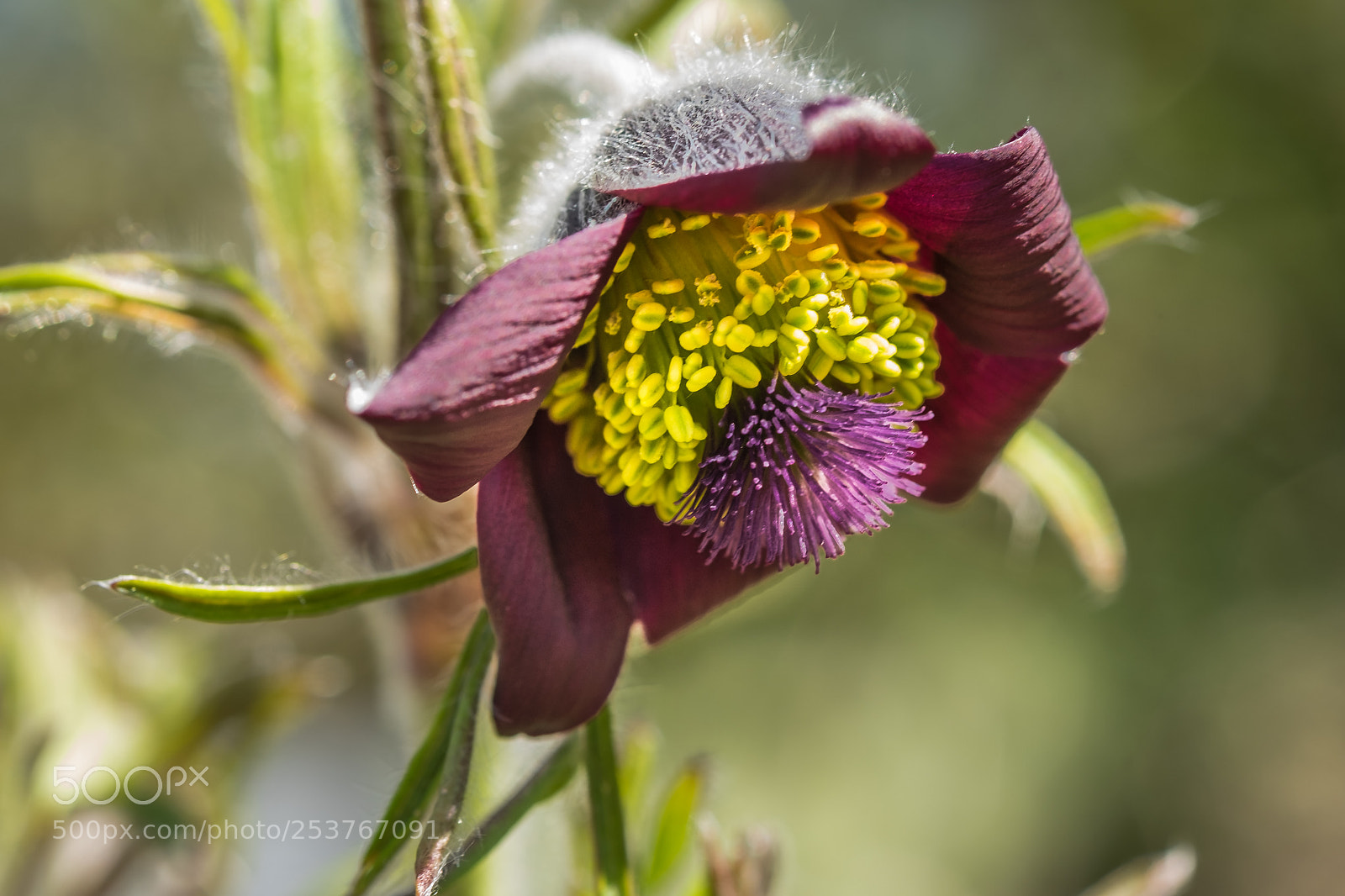 Fujifilm X-T1 sample photo. Dunkle wiesen k chenschelle photography