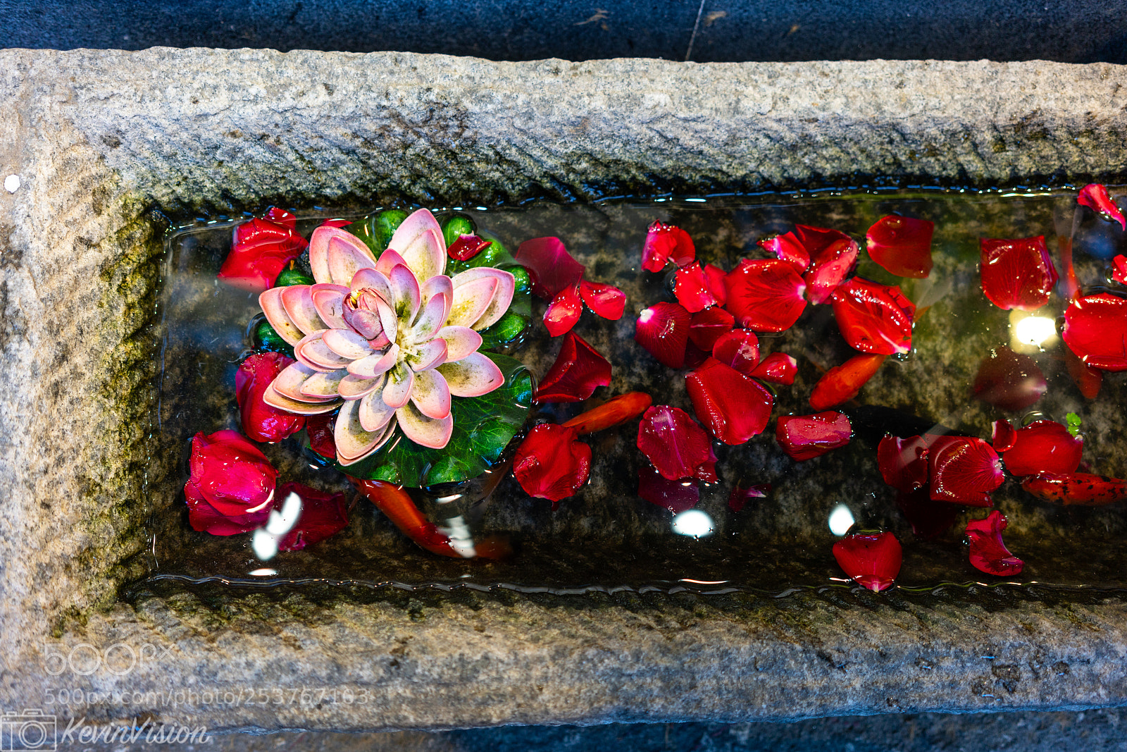 Sony a7R III sample photo. Lotus petal fish photography