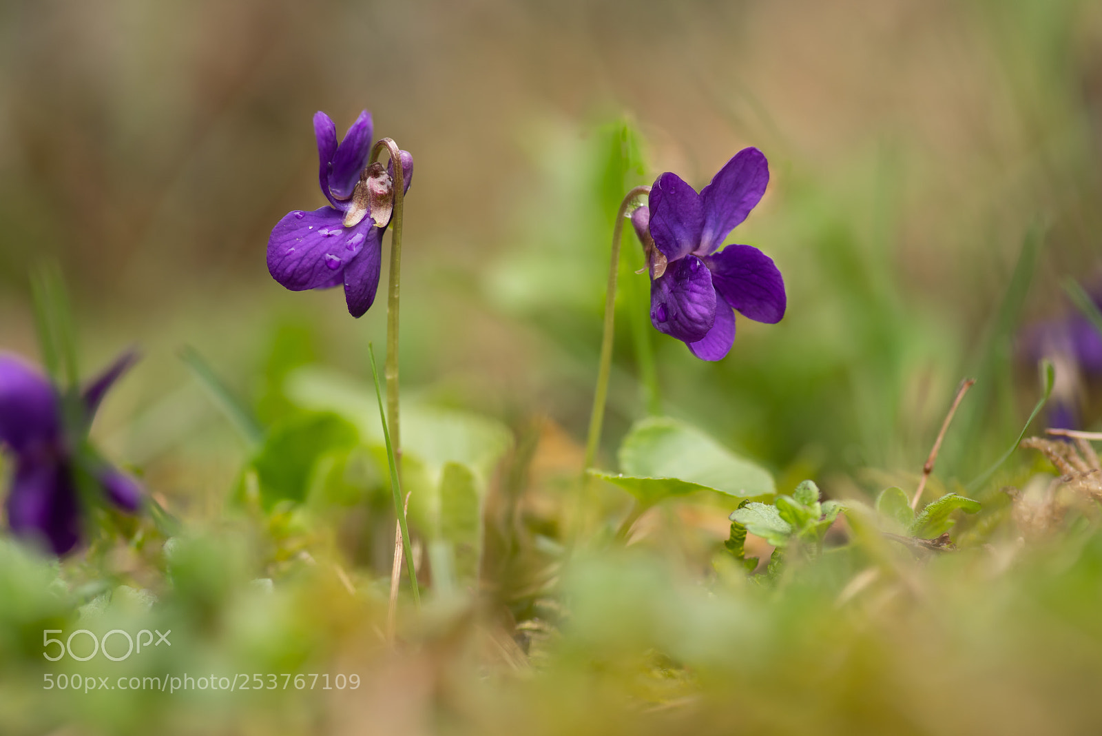 Pentax K-1 sample photo. Violets photography