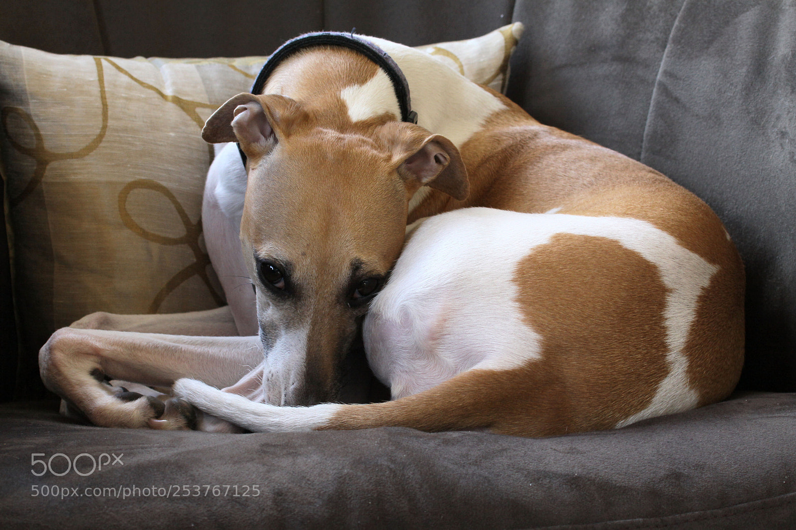 Canon EOS 50D sample photo. 564.jpg photography