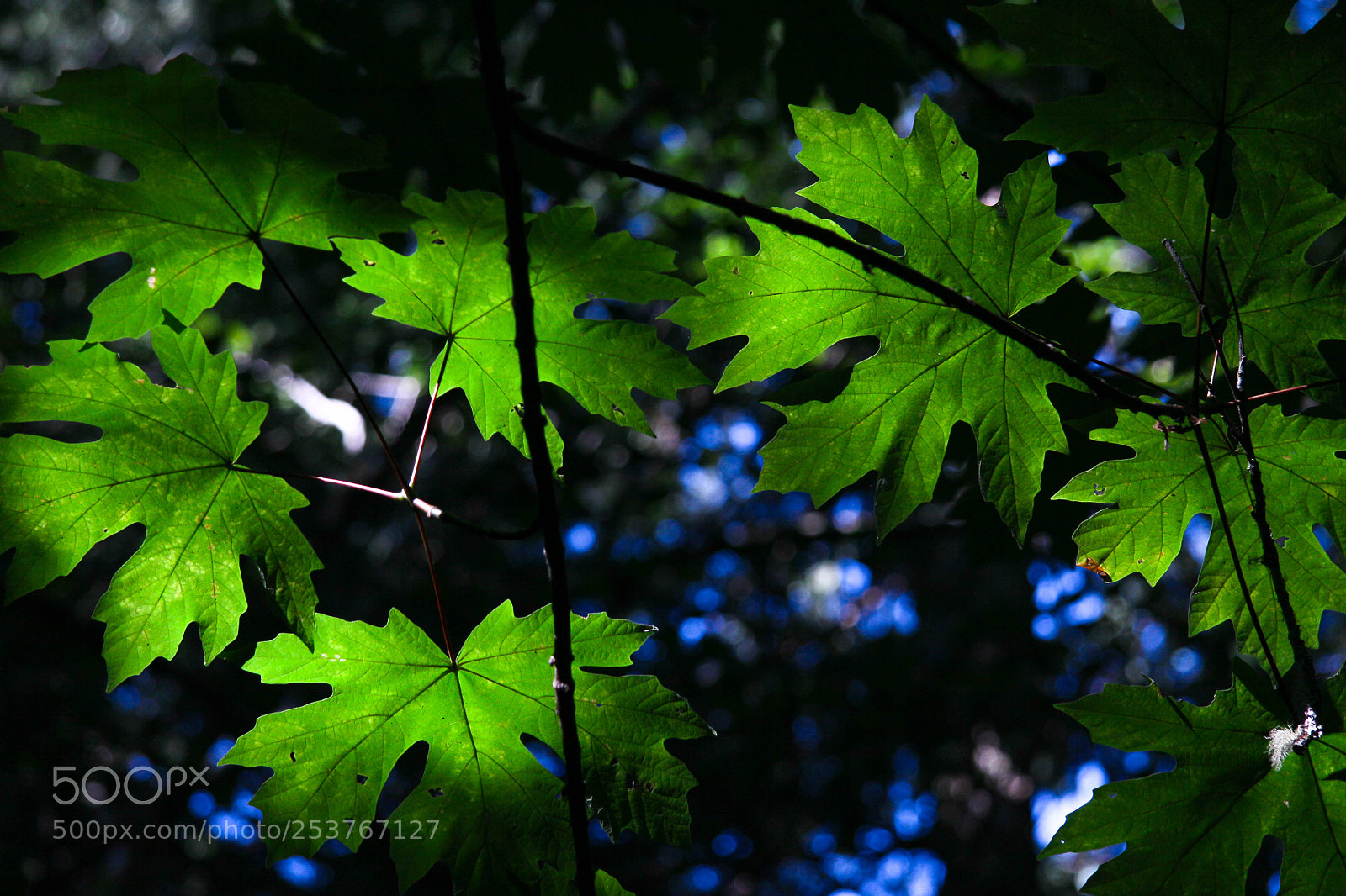 Canon EOS 50D sample photo. Backlit maple leaves photography