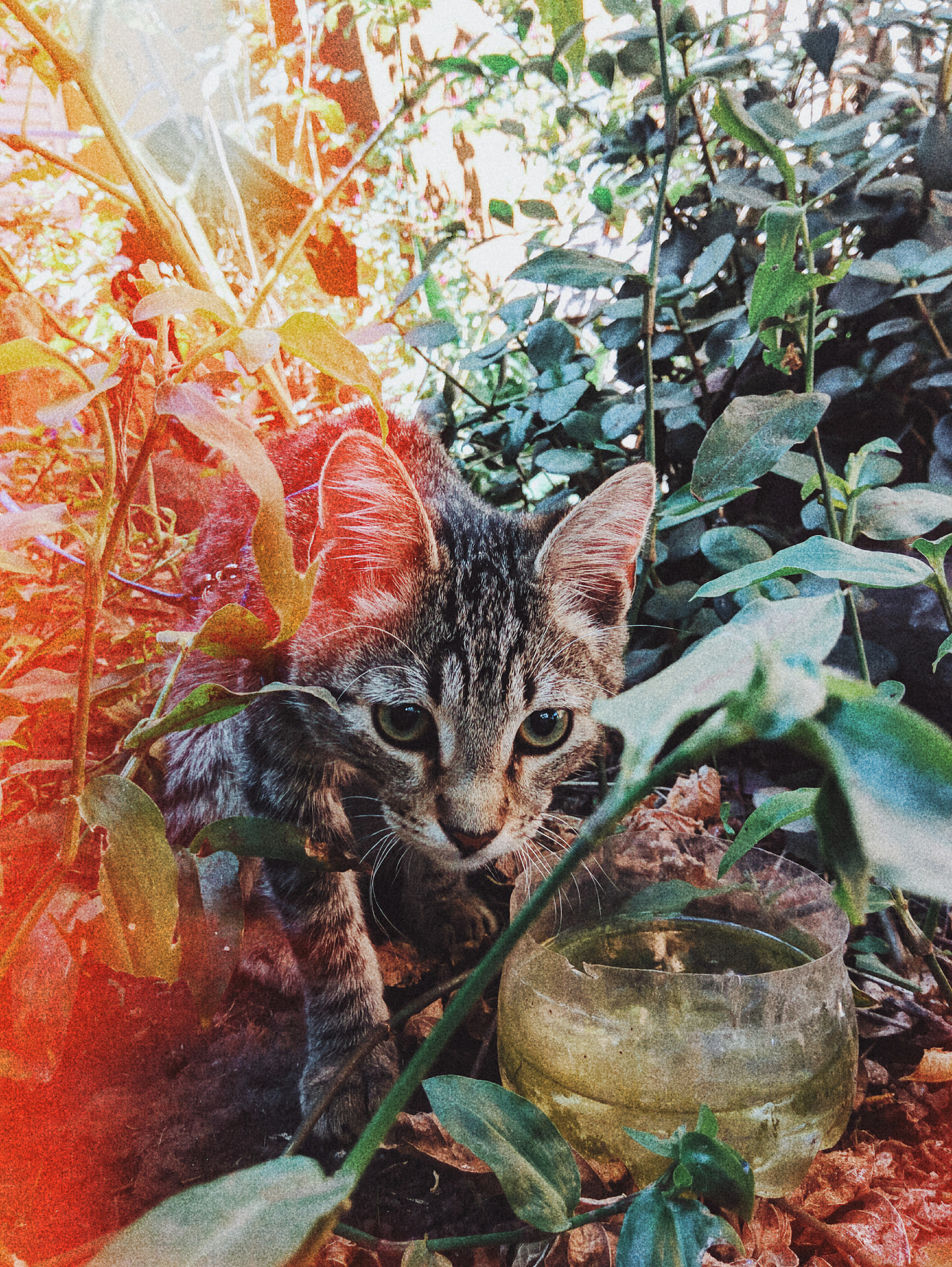 Xiaomi Redmi Note 3 sample photo