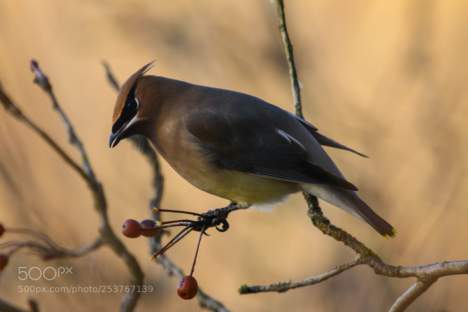 Canon EOS 50D sample photo. Cedar waxwing photography