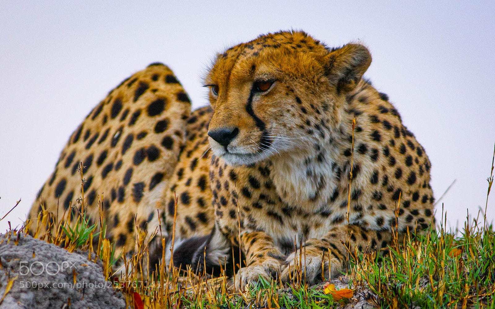 Canon EOS-1Ds Mark III sample photo. Cheetah photography