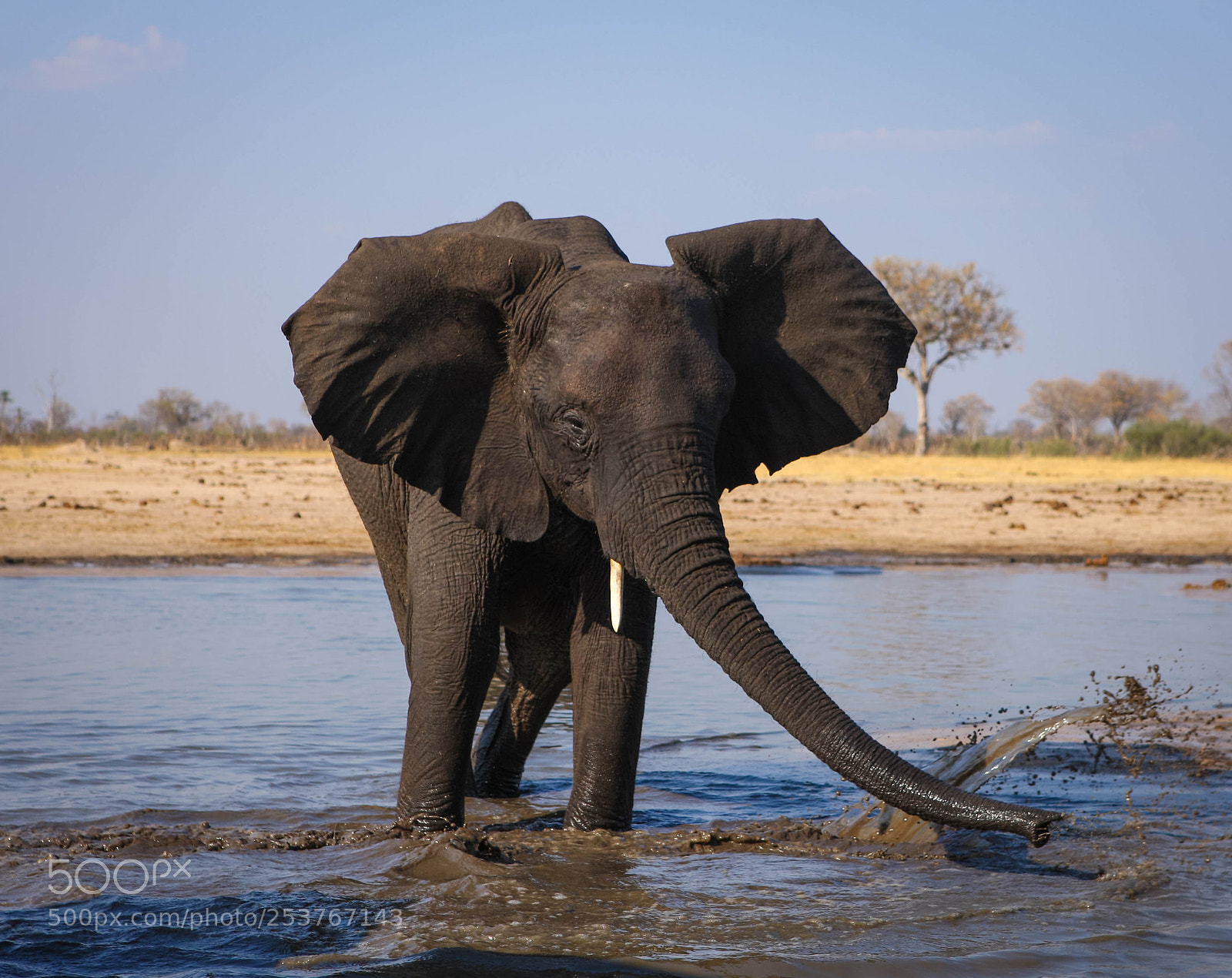 Canon EOS-1Ds Mark III sample photo. Elephant photography