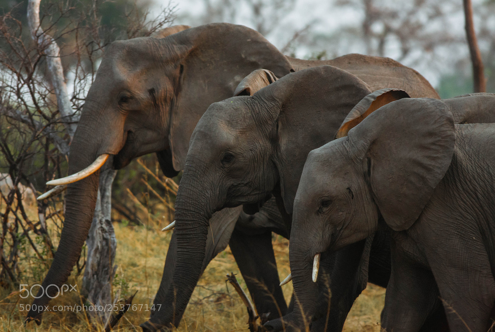 Canon EOS-1Ds Mark III sample photo. Elephants photography