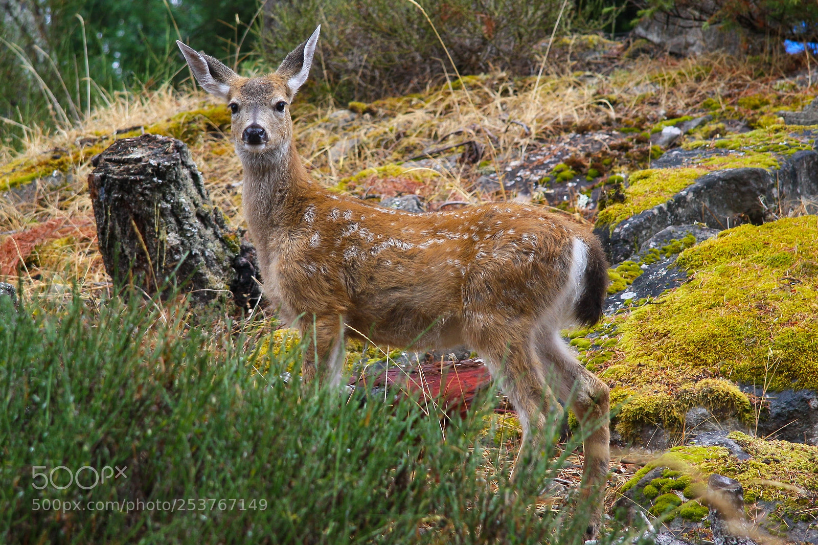 Canon EOS 50D sample photo. Fawn photography