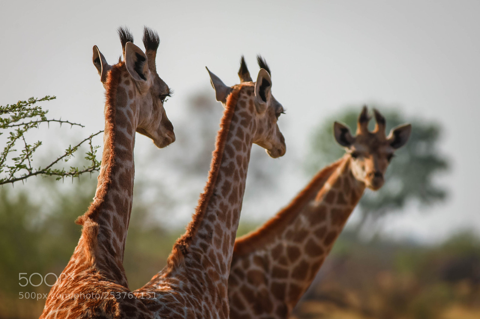 Canon EOS-1Ds Mark III sample photo. Giraffes photography