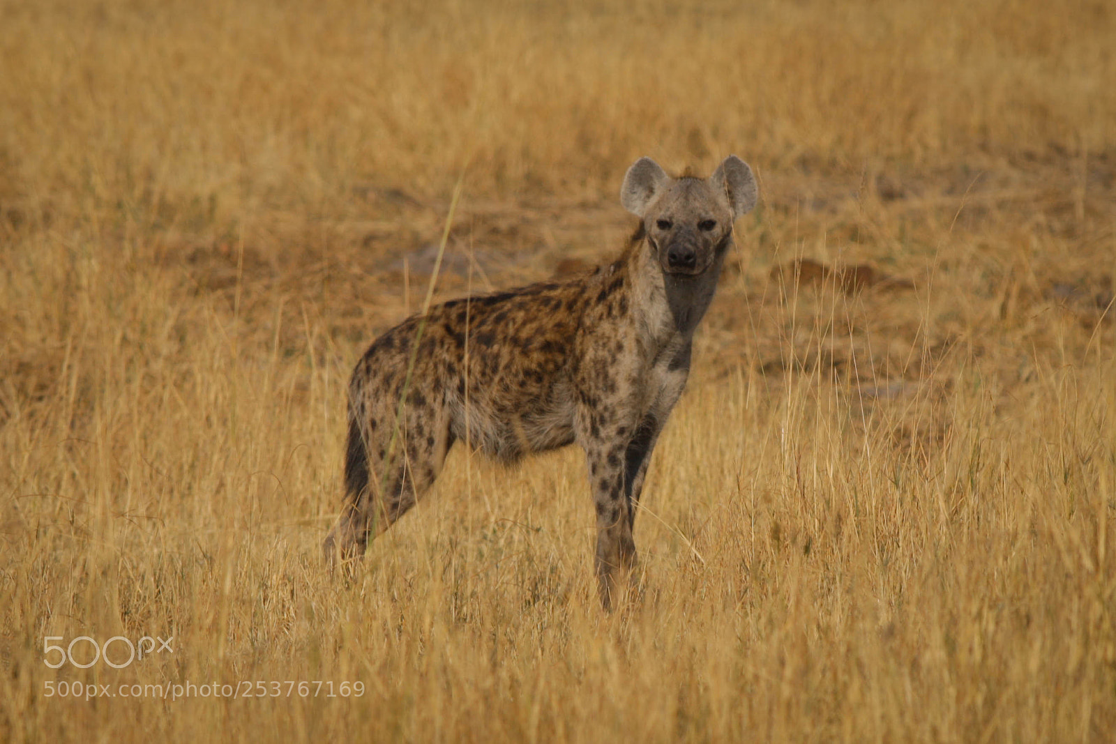 Canon EOS-1Ds Mark III sample photo. Hyena photography