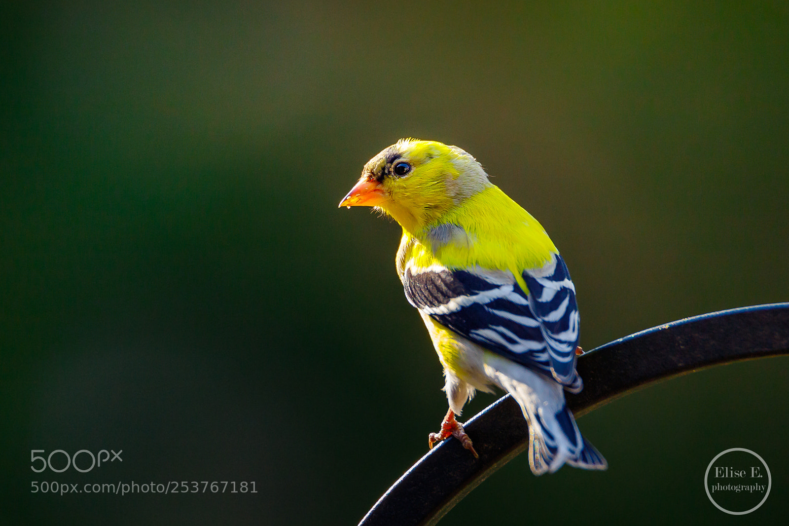 Canon EOS 6D Mark II sample photo. Goldfinch photography