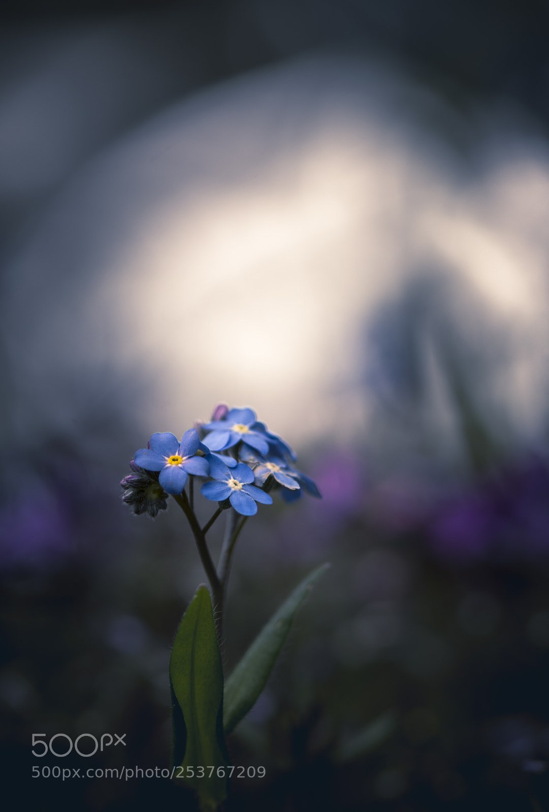 Nikon D7200 sample photo. Myosotis alpestris photography