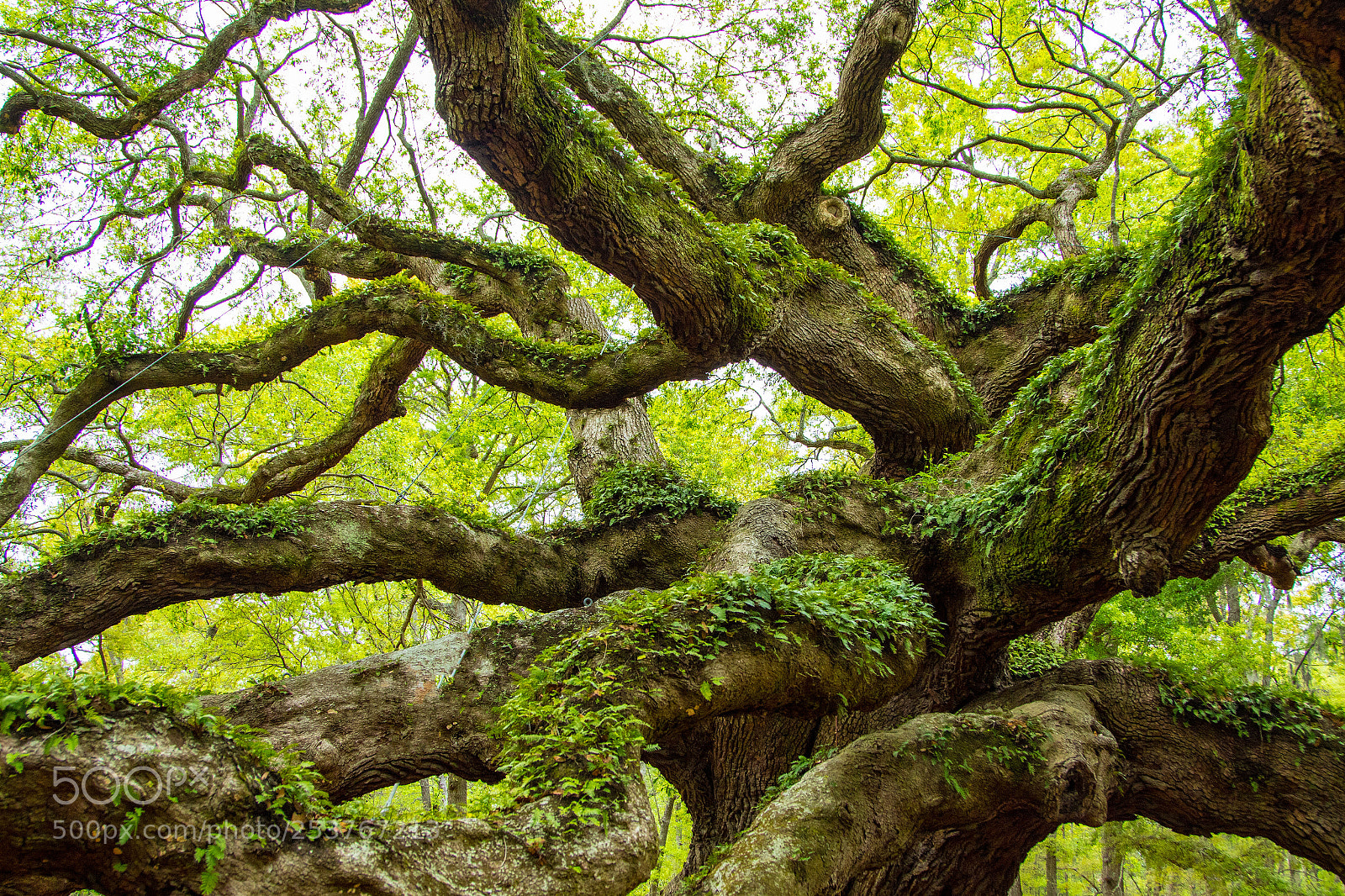 Canon EOS 7D Mark II sample photo. Angel oak photography