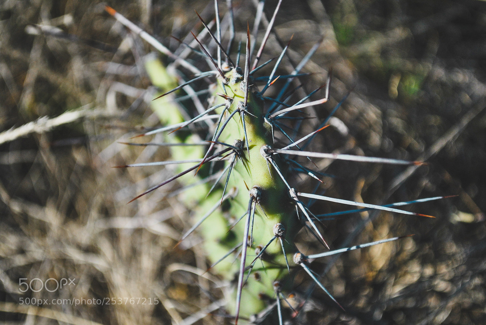 Nikon D3000 sample photo. Untitled photography