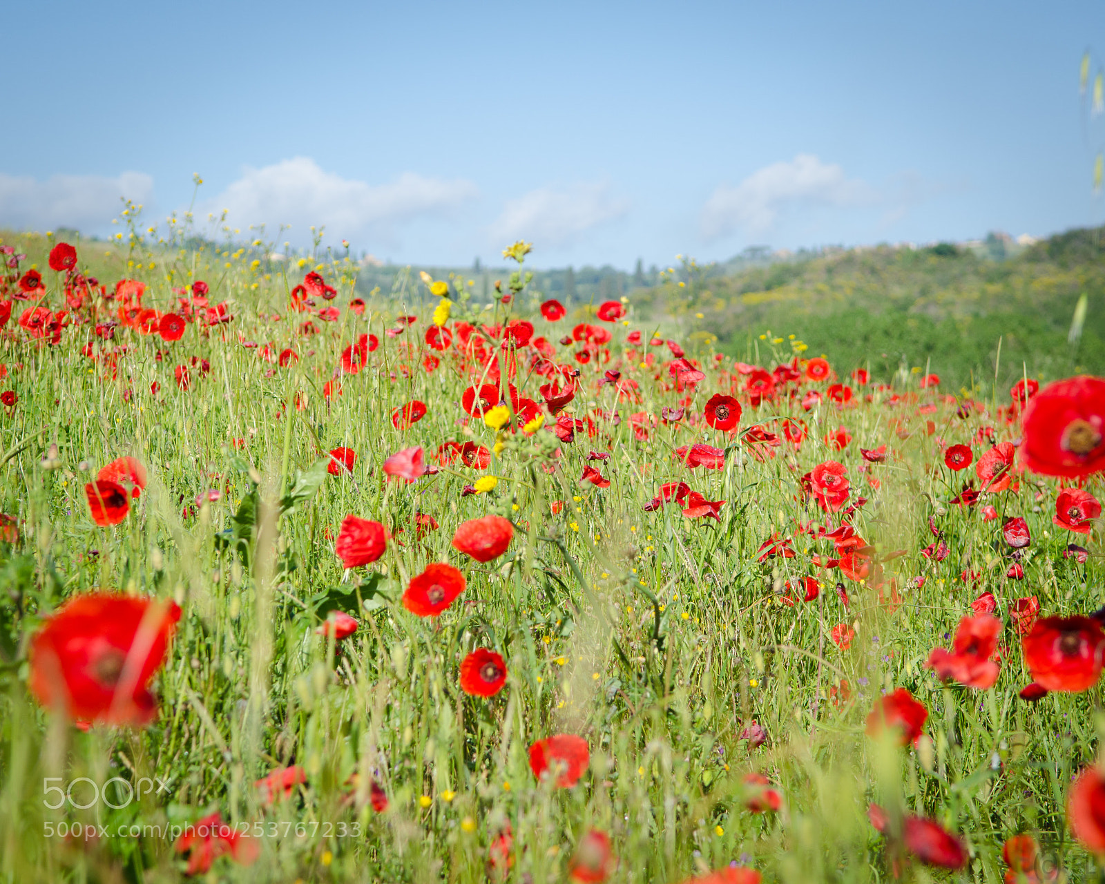 Nikon D7000 sample photo. Poppy field photography