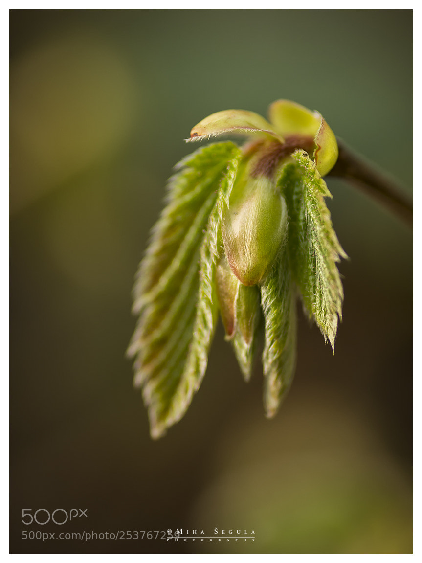 Nikon D7100 sample photo. (668) photography