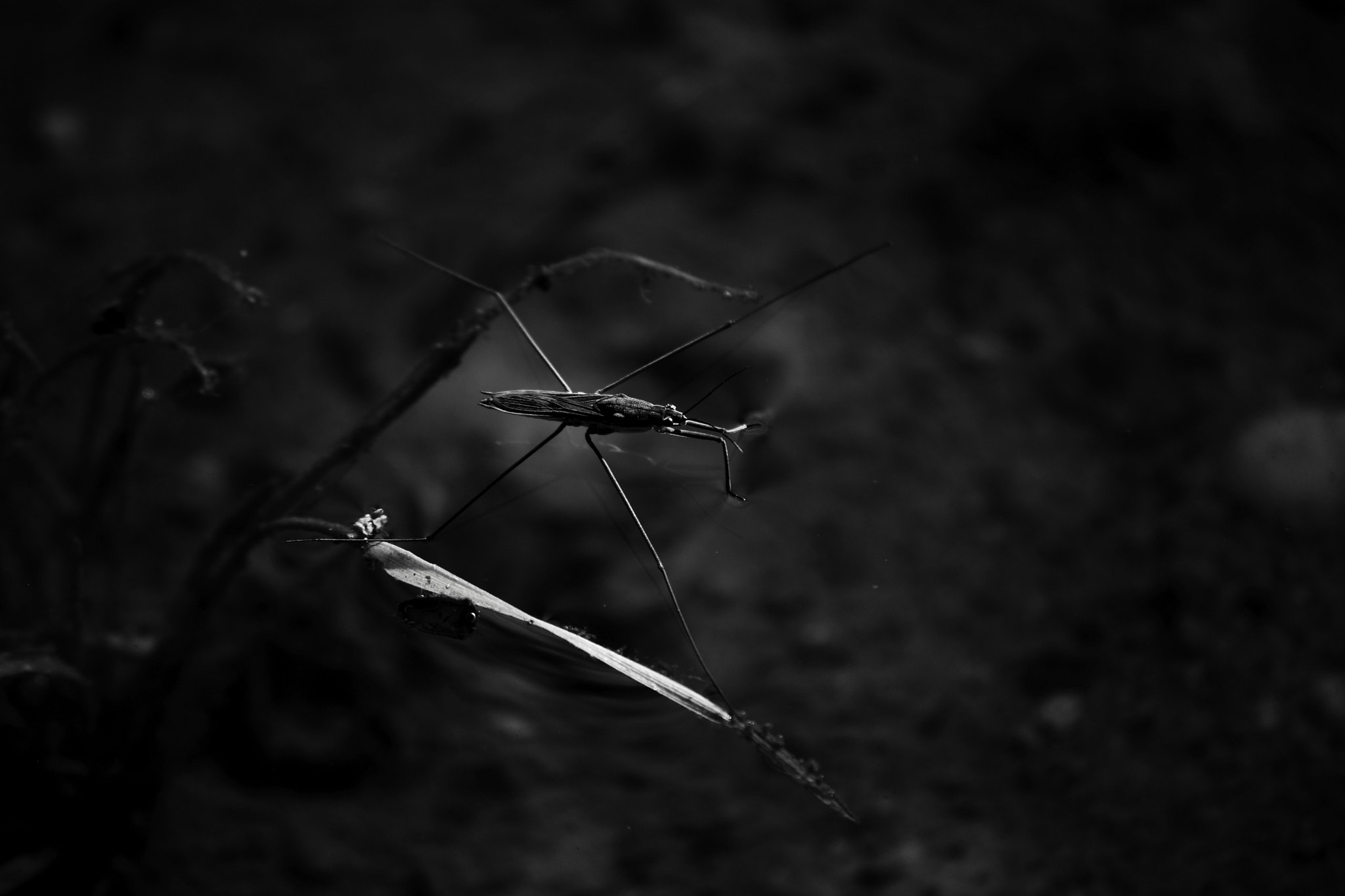 Nikon D7200 sample photo. A pondskatter photography