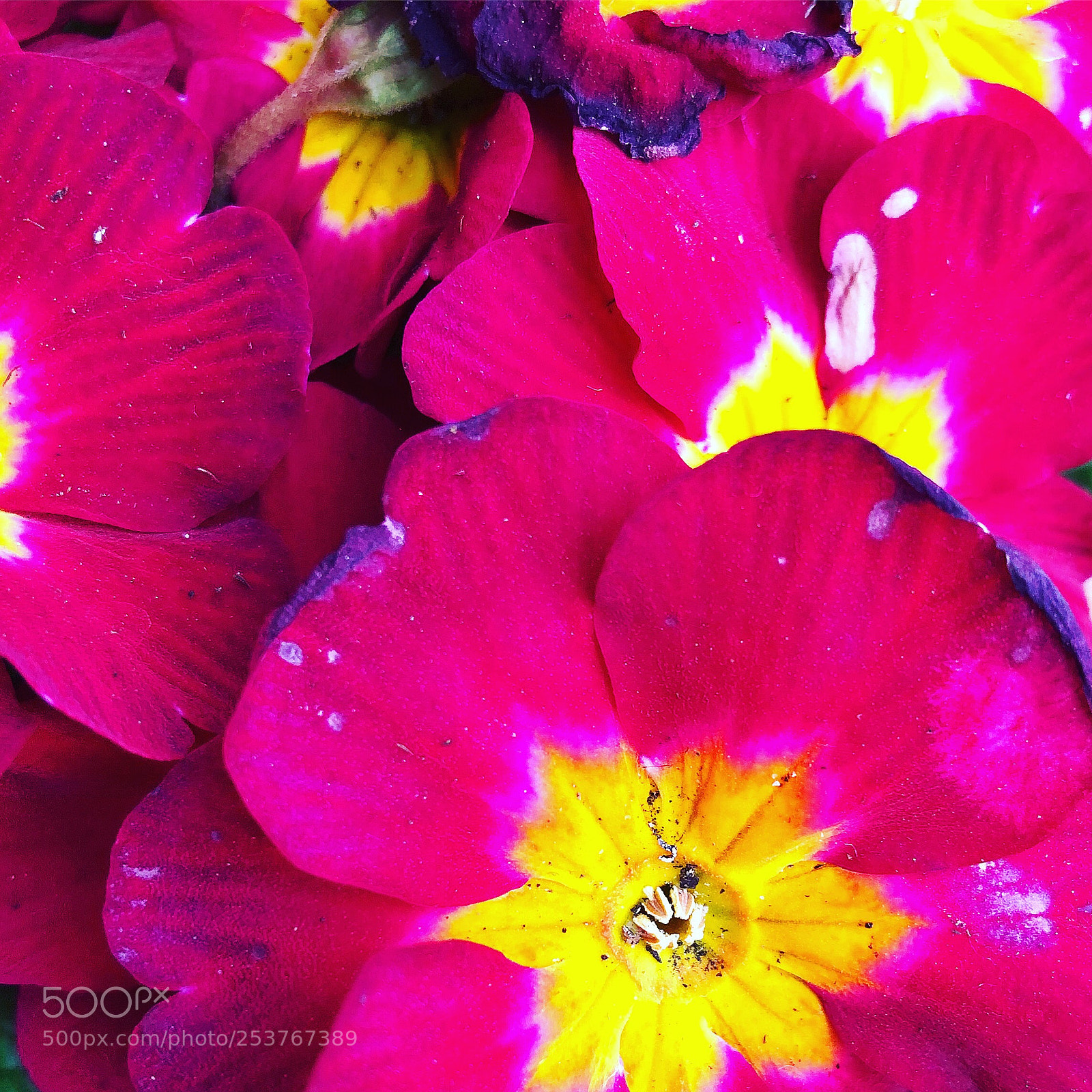Apple iPhone 8 Plus sample photo. Fascinating flowers photography