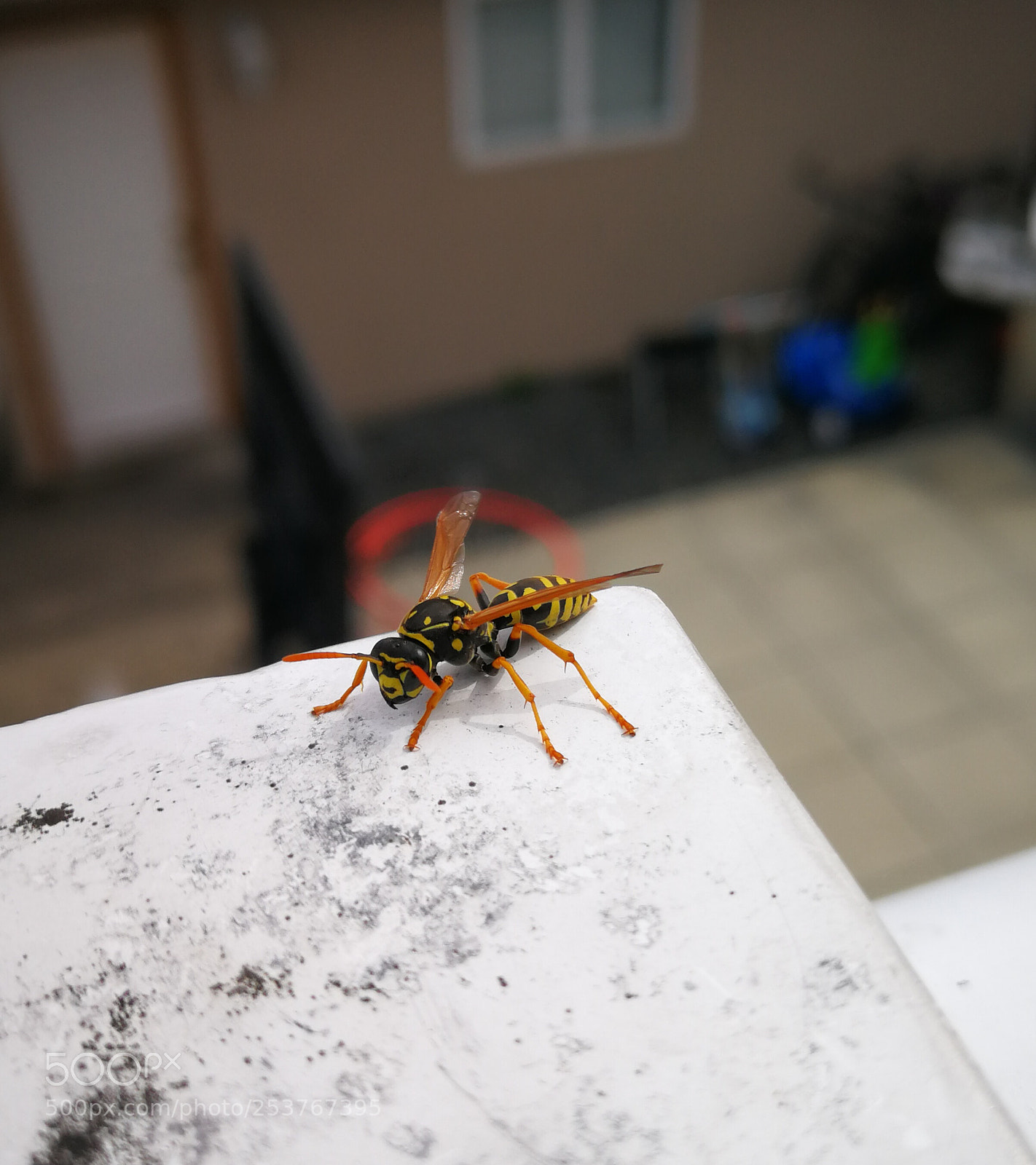HUAWEI P10 Plus sample photo. Beeutiful photography