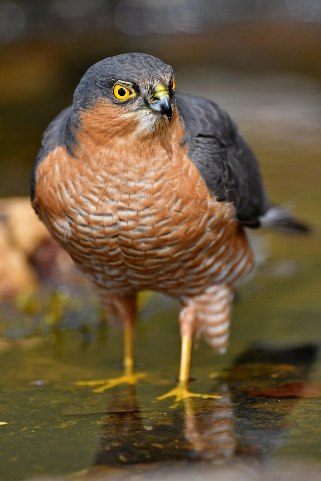 Nikon D500 + Nikon AF-S Nikkor 600mm F4G ED VR sample photo. Sparrowhawk male photography