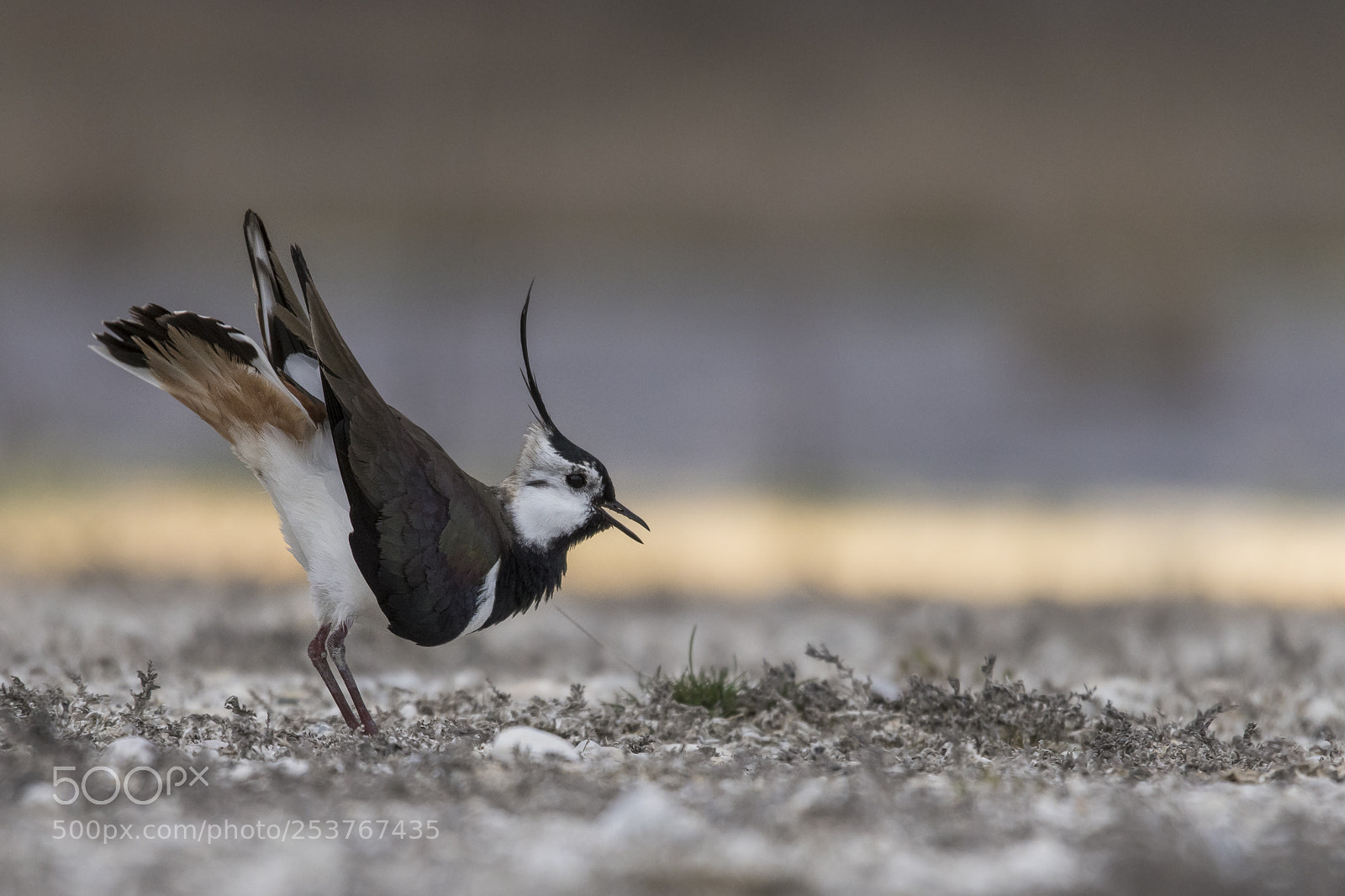 Nikon D500 sample photo. Northern lapwing displaying photography
