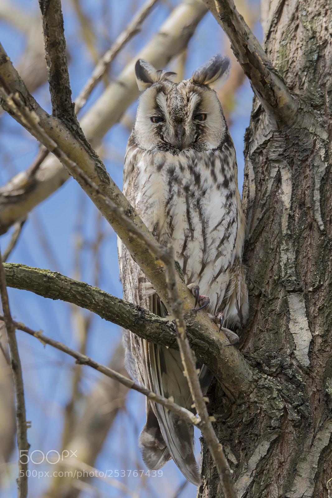 Nikon D500 sample photo. Long-eared owl photography