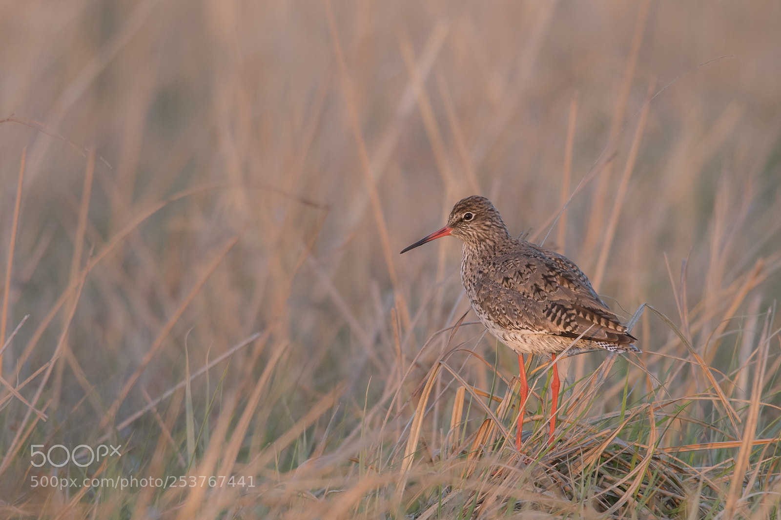 Nikon D500 sample photo. Common redshank photography