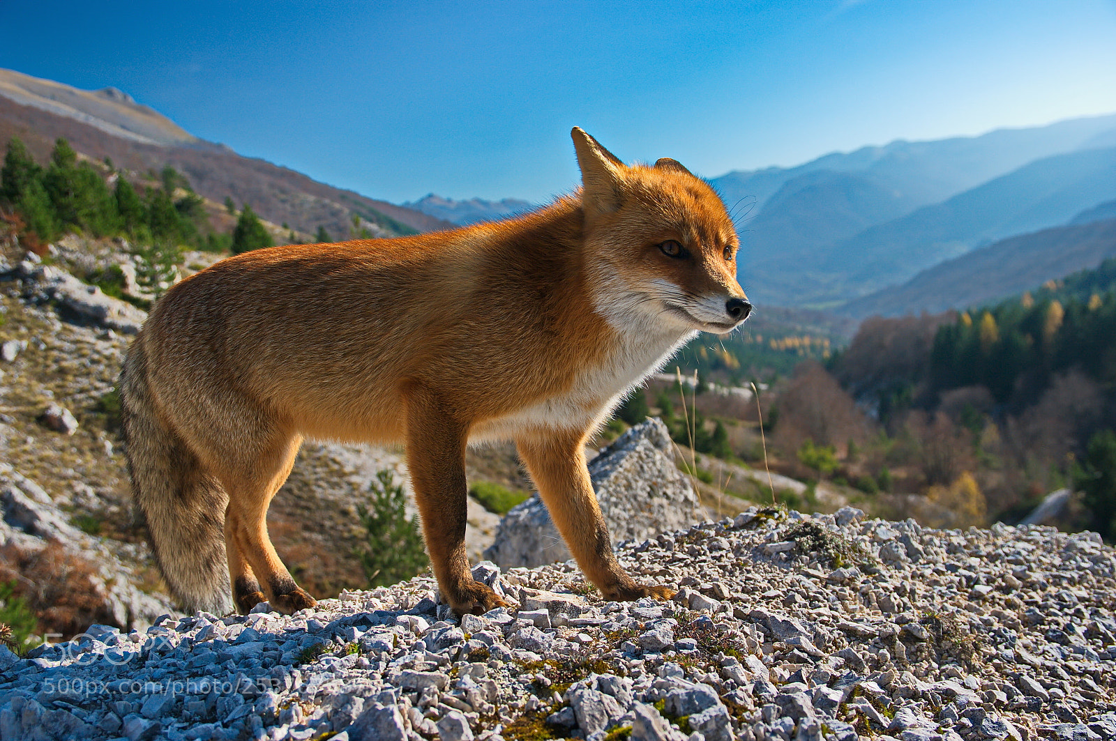 Pentax K20D sample photo. Red fox 3 photography