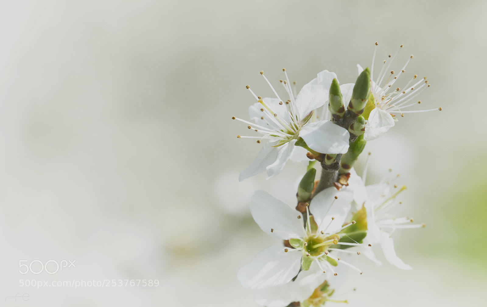 Nikon D800 sample photo. Flowering wild cherry photography