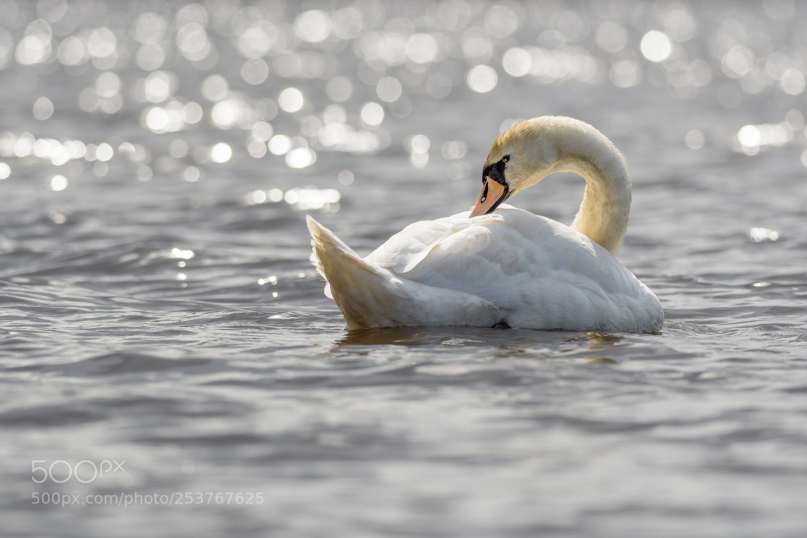 Nikon D500 sample photo. Swan on castle temple photography