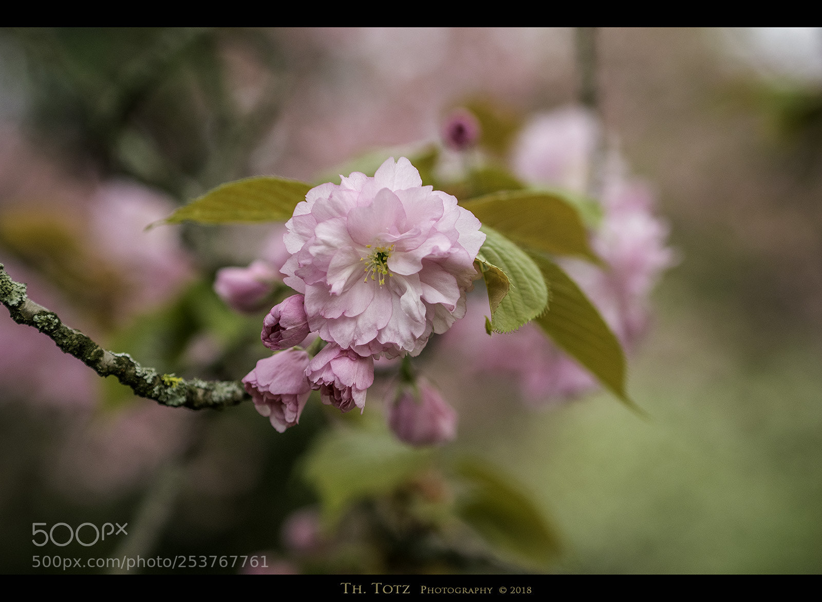 Olympus OM-D E-M1 sample photo. Pink blossoms photography