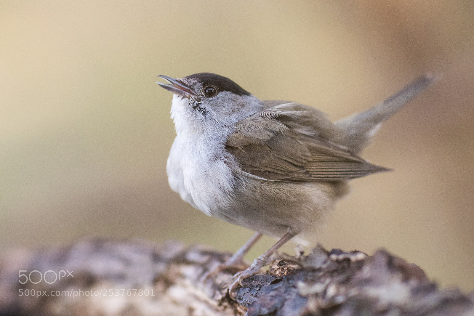 Canon EOS 80D sample photo. Eurasian blackcap photography