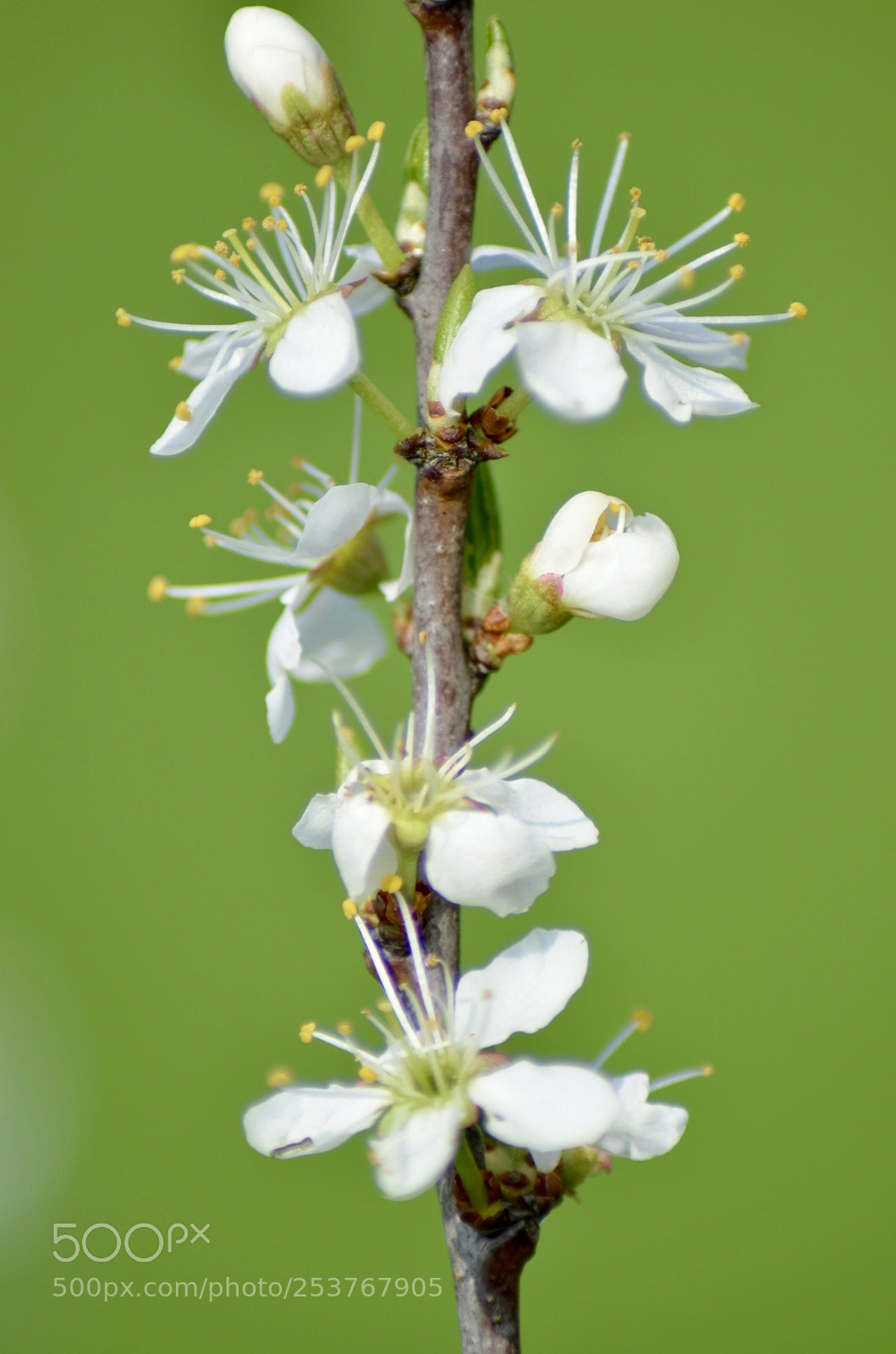 Nikon D5100 sample photo. Delicate white 
 photography