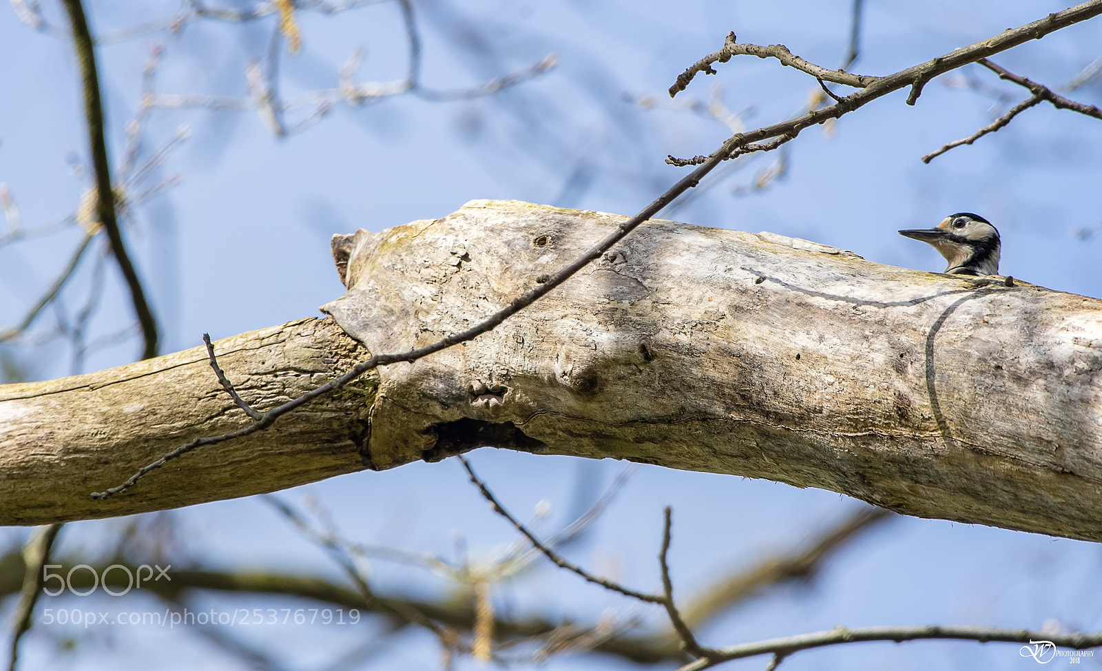 Nikon D500 sample photo. The red baron photography