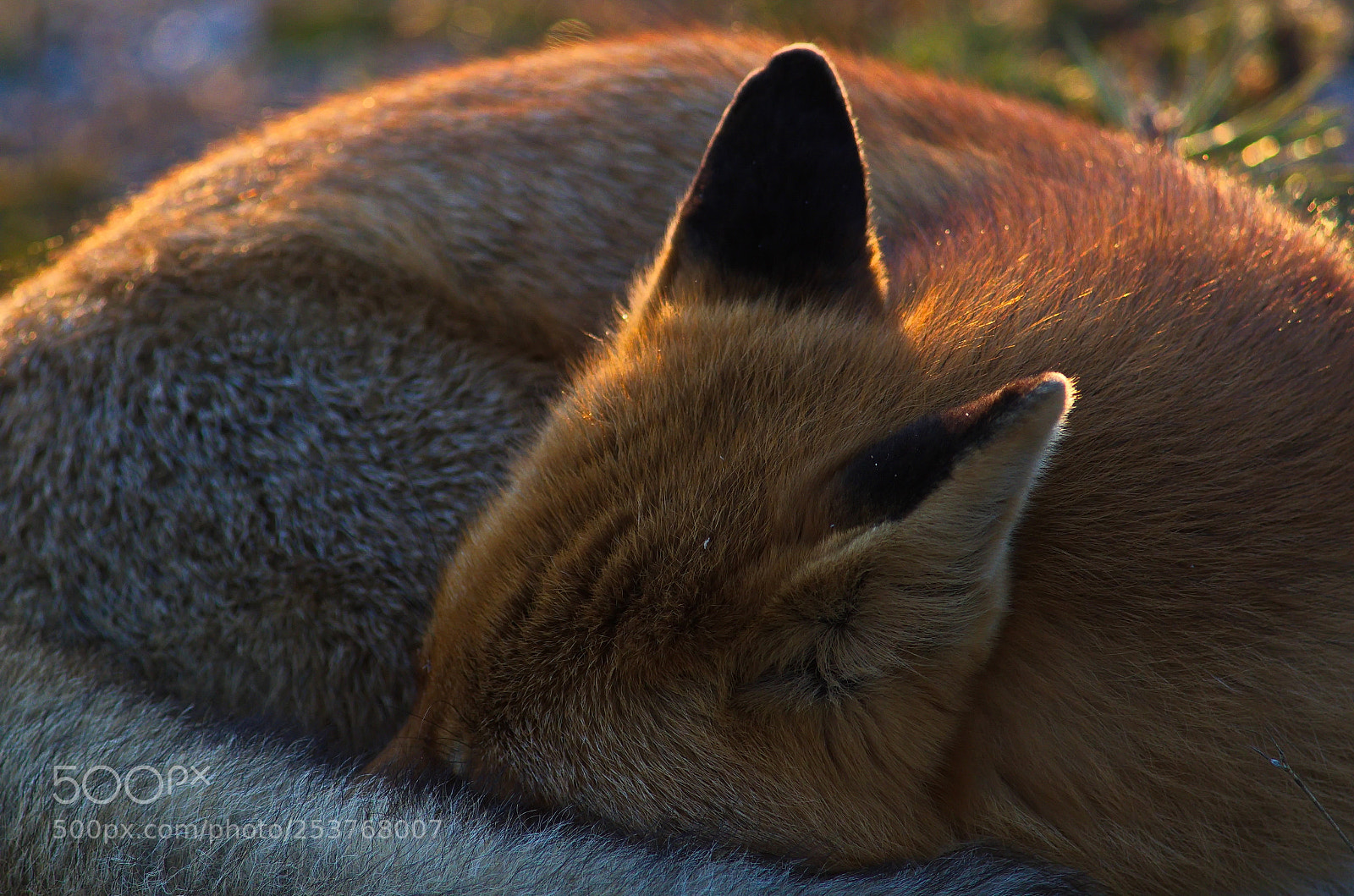 Pentax K-50 sample photo. Red fox 4 photography