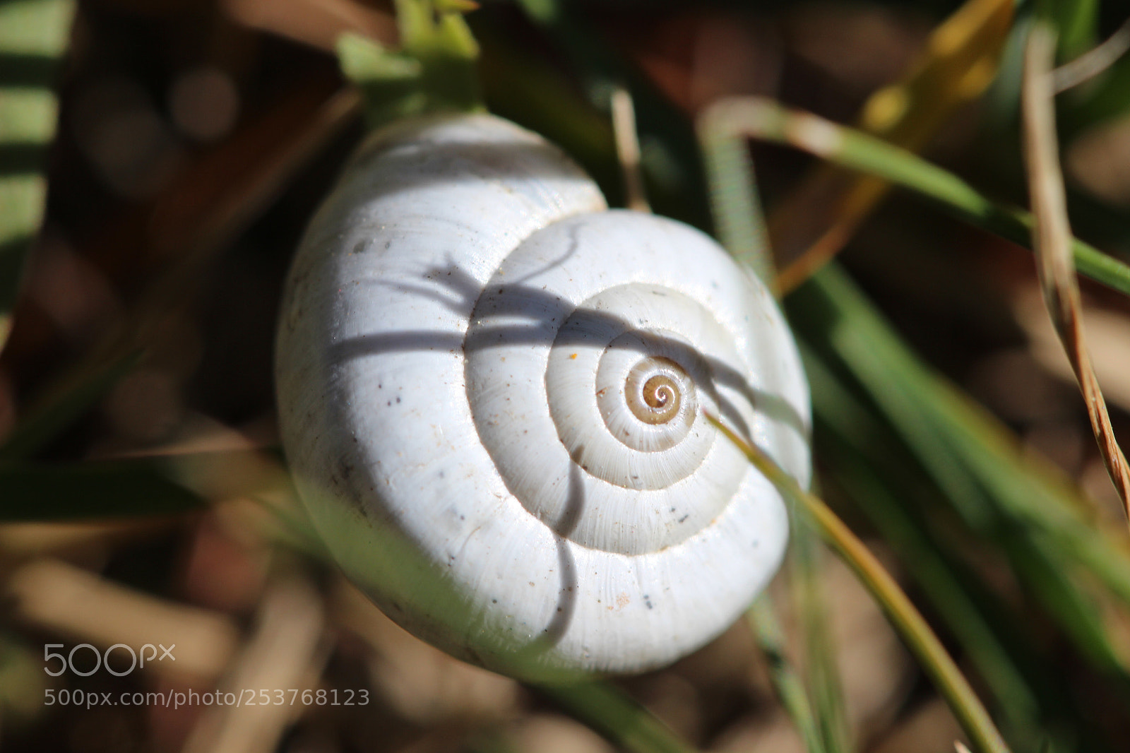 Canon EOS 600D (Rebel EOS T3i / EOS Kiss X5) sample photo. Snail shell photography