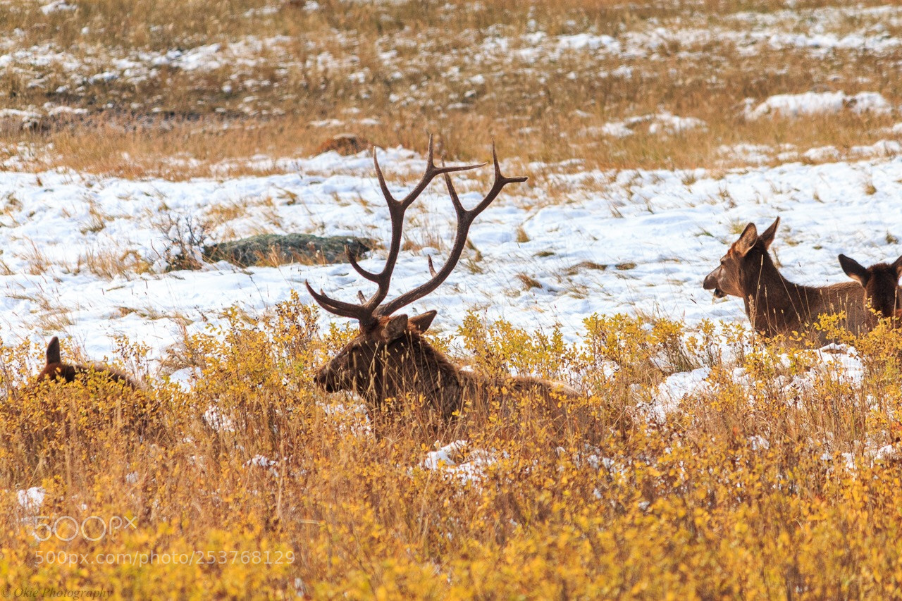 Canon EOS 70D sample photo. Rmnp 2017 photography