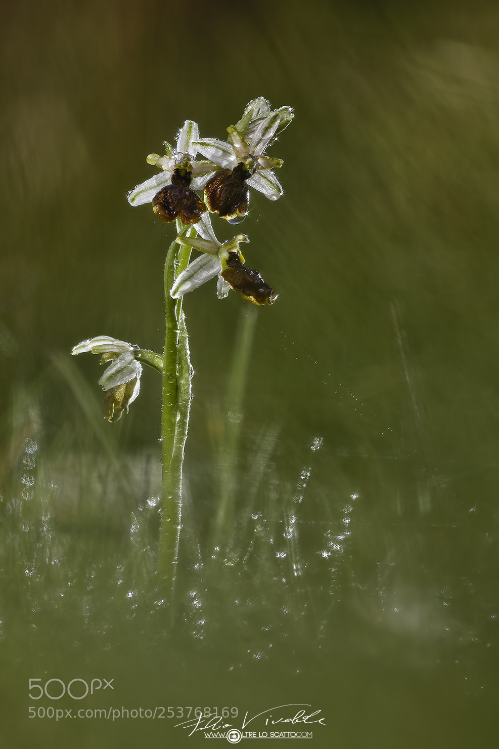 Canon EOS 5D Mark IV sample photo. Ligurian ophrys photography