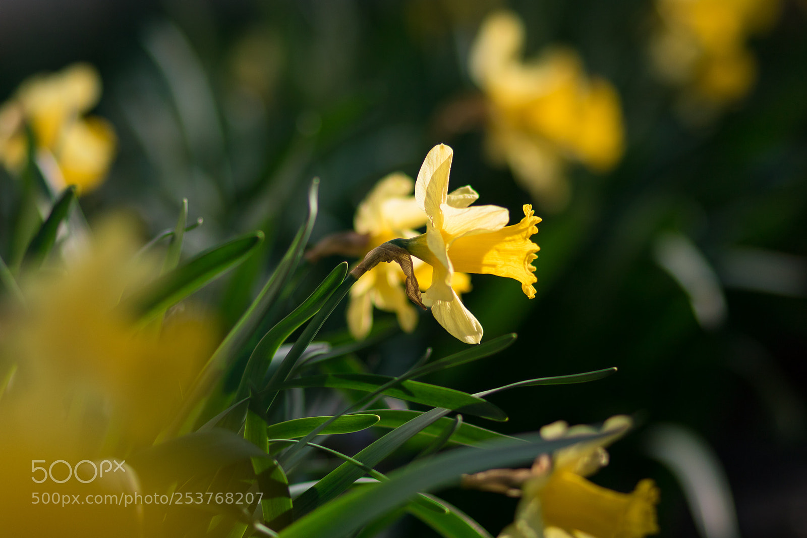 Canon EOS 760D (EOS Rebel T6s / EOS 8000D) sample photo. Daffodyls photography