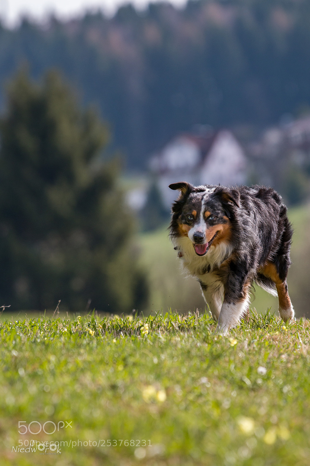 Canon EOS 70D sample photo. Rowdy in the field photography