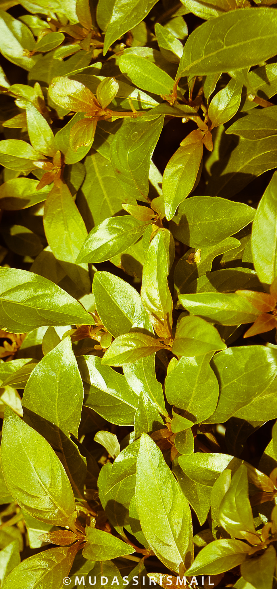 Sony Alpha NEX-3 sample photo. Leafy green photography