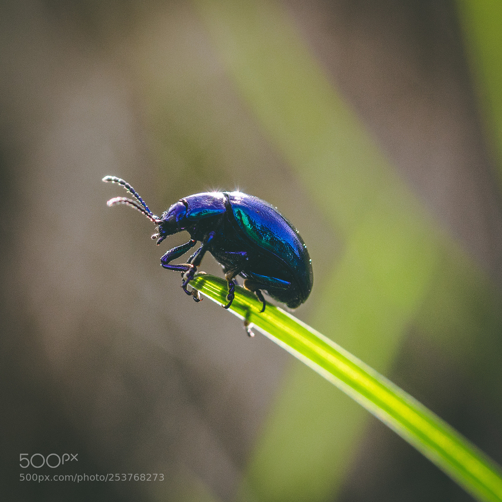 Sony a6500 sample photo. Chrysolina coerulans photography