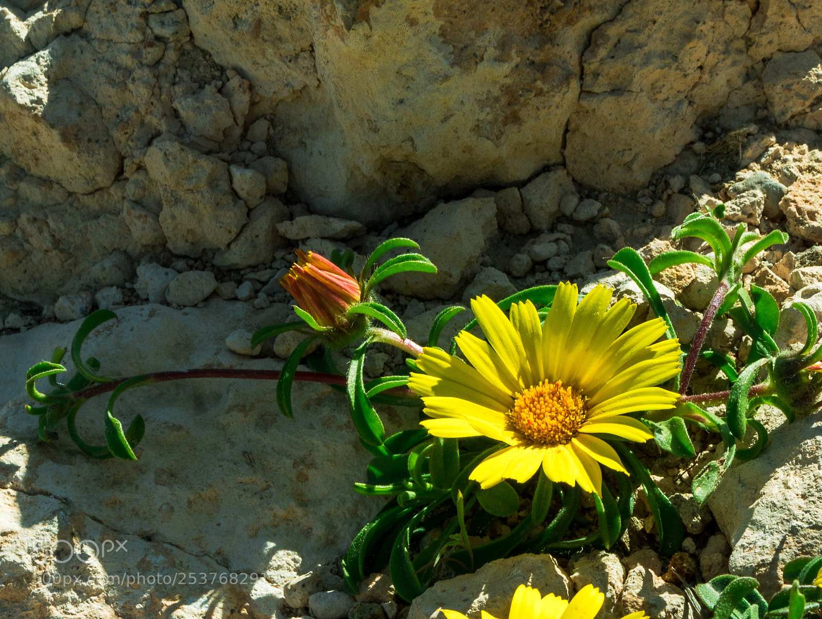 Canon EOS 750D (EOS Rebel T6i / EOS Kiss X8i) sample photo. The wall photography