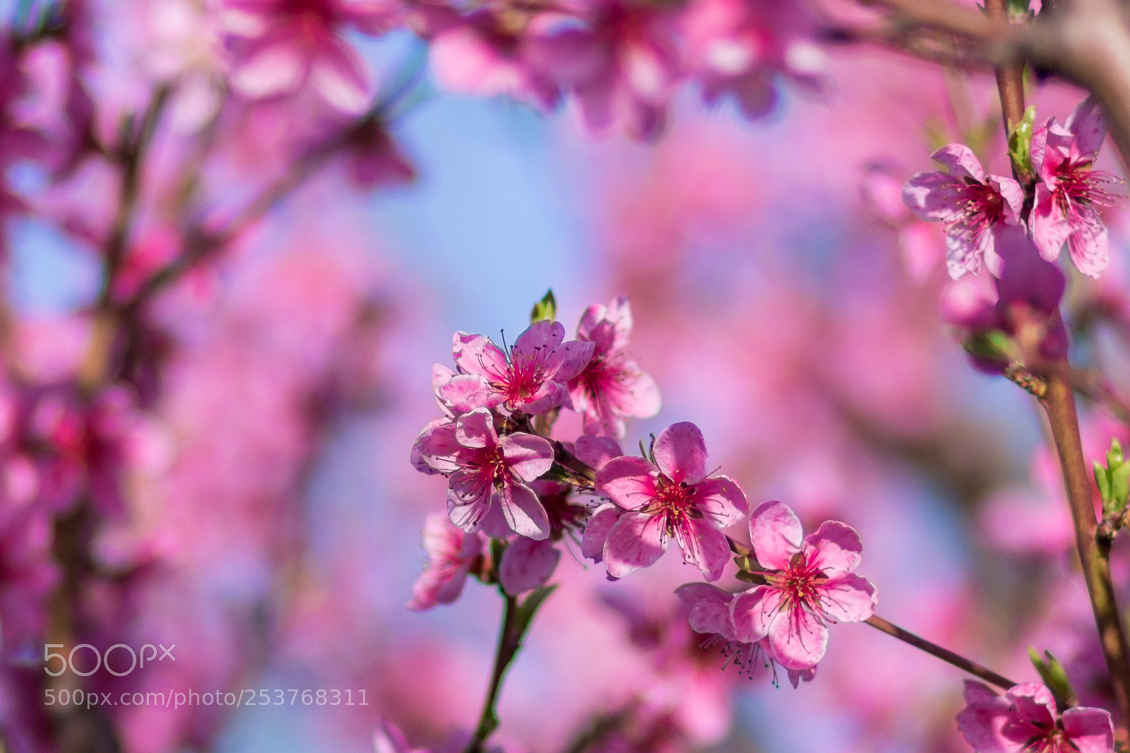 Canon EOS 760D (EOS Rebel T6s / EOS 8000D) sample photo. Peach flowers photography