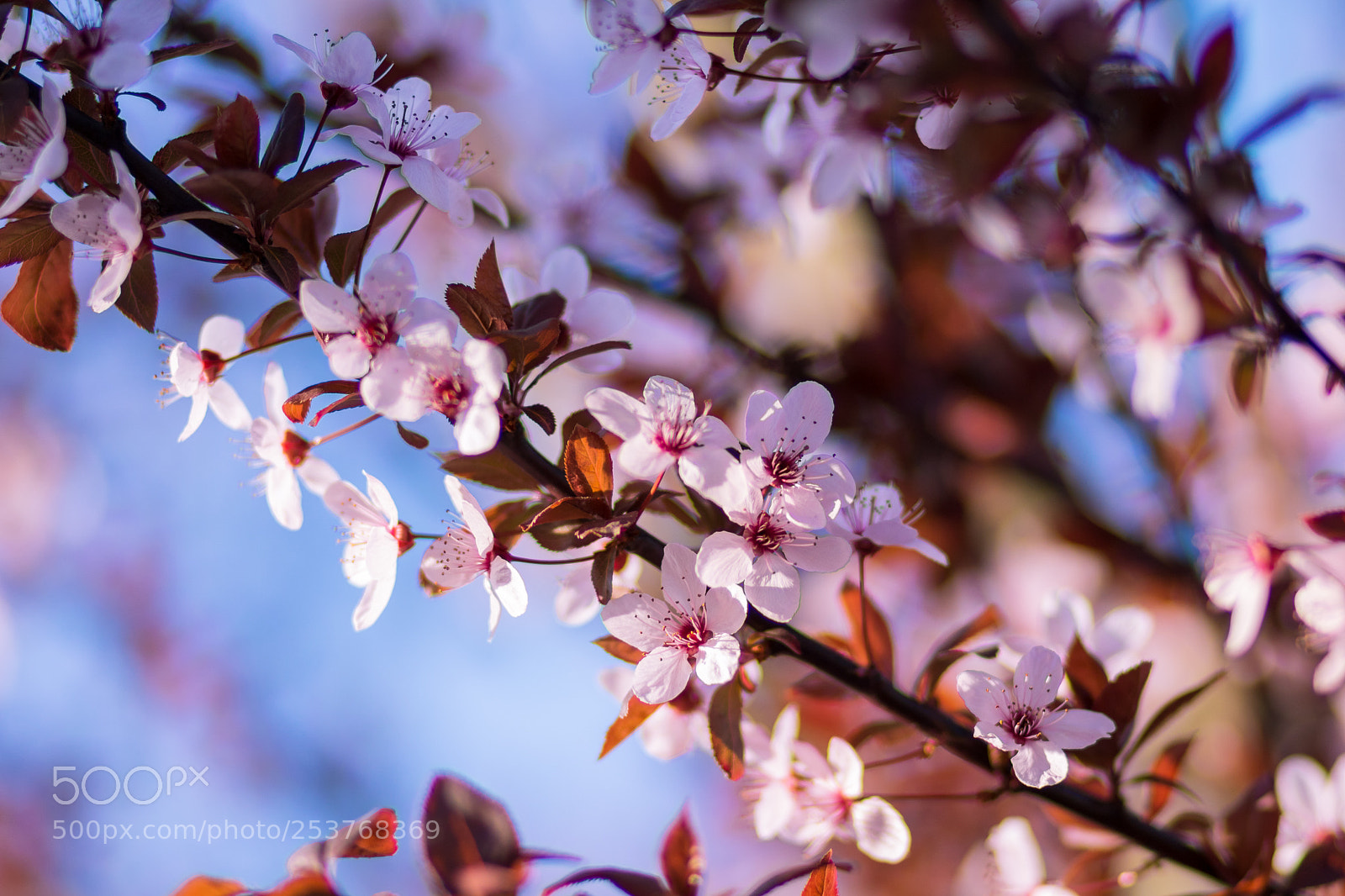 Canon EOS 760D (EOS Rebel T6s / EOS 8000D) sample photo. Wild plum flowers photography