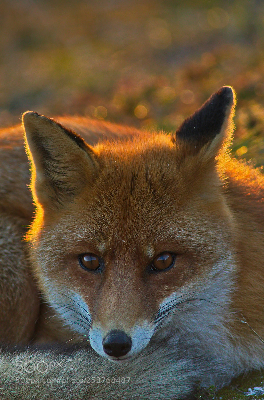 Pentax K-50 sample photo. Red fox 5 photography