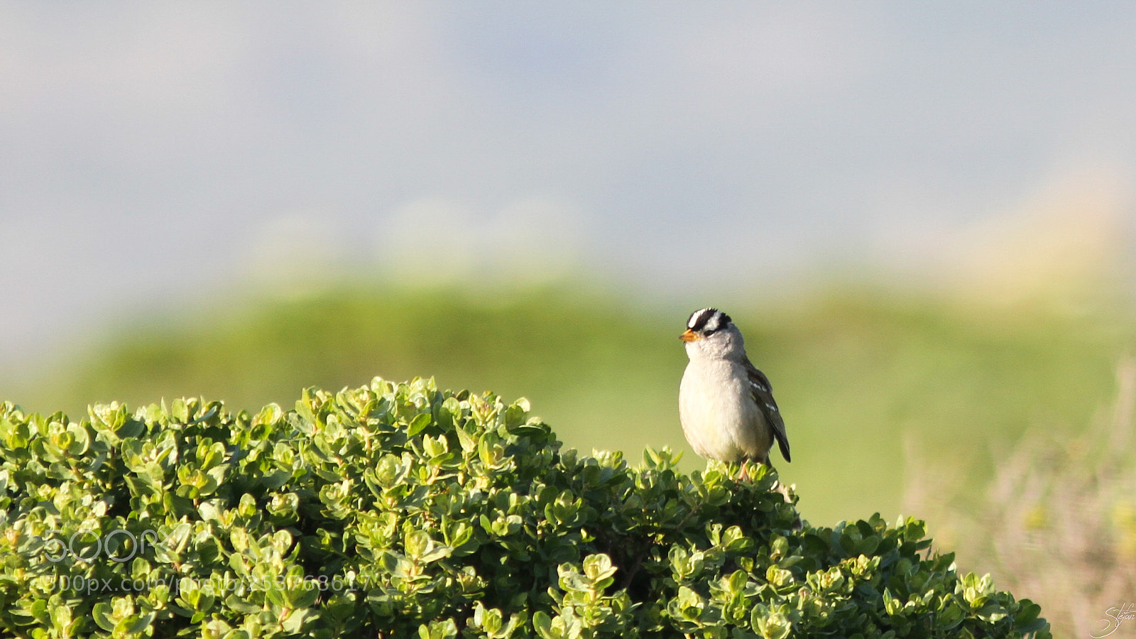 Canon EOS 7D sample photo. Emberizidae photography