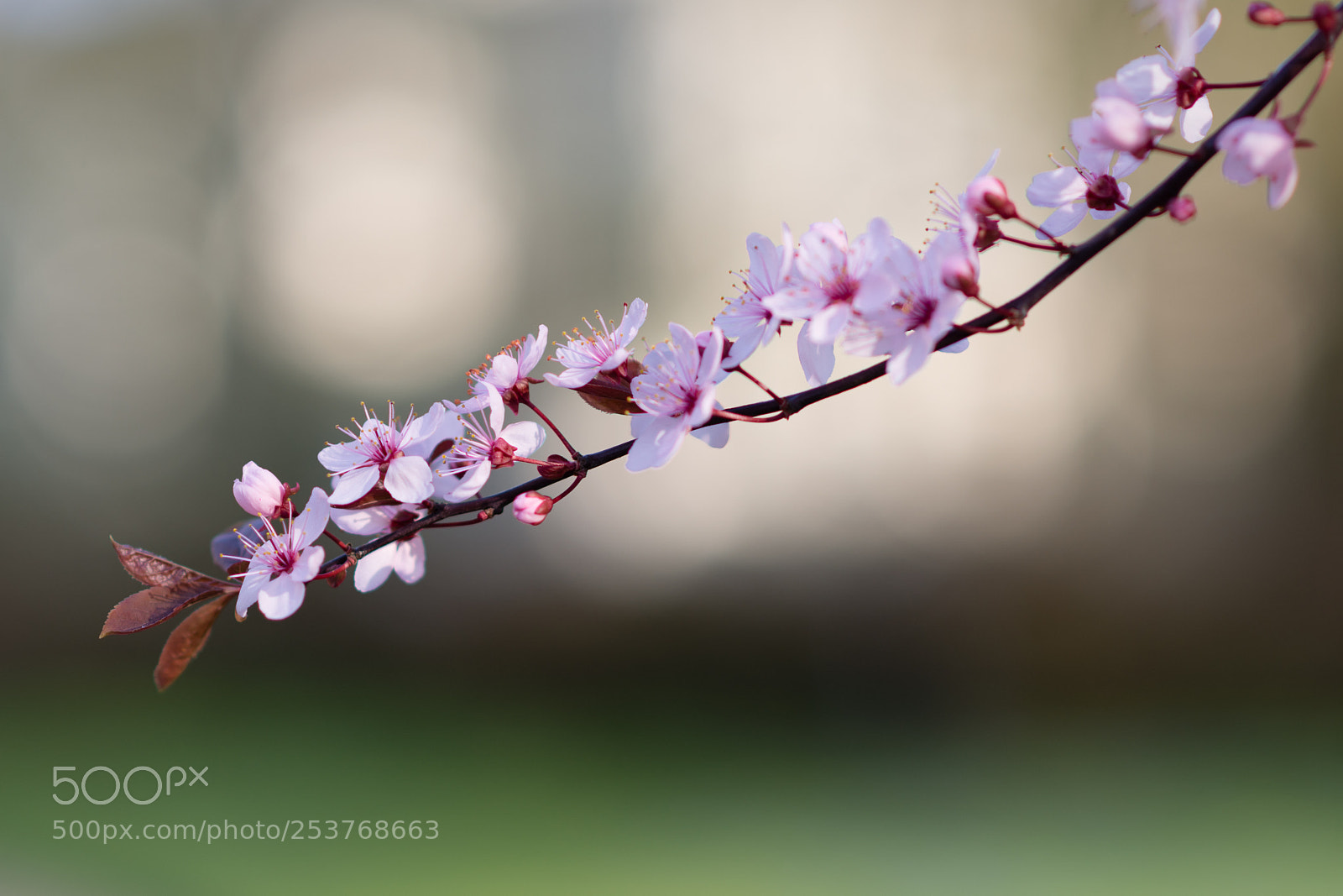 Nikon D7200 sample photo. Spring is here photography